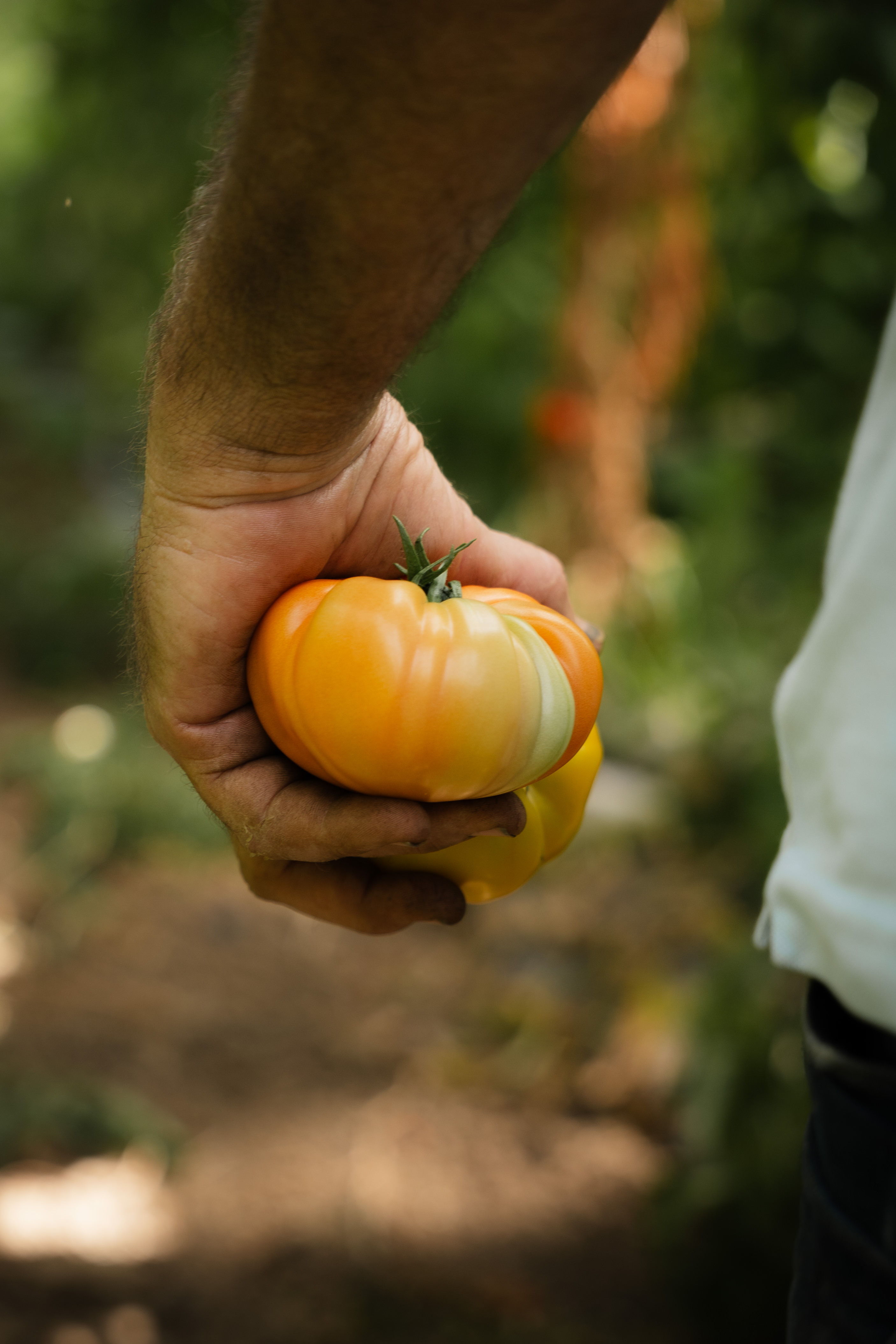 Une main tient deux tomates